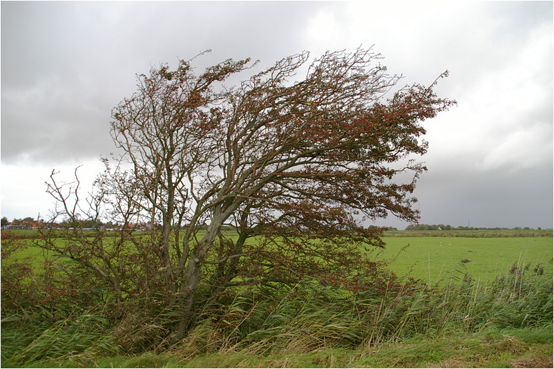 Vom Wind gezeichnet