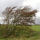 Vom Wind gezeichnet