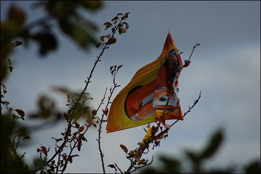 Vom Wind weggetragen und hängen geblieben 2