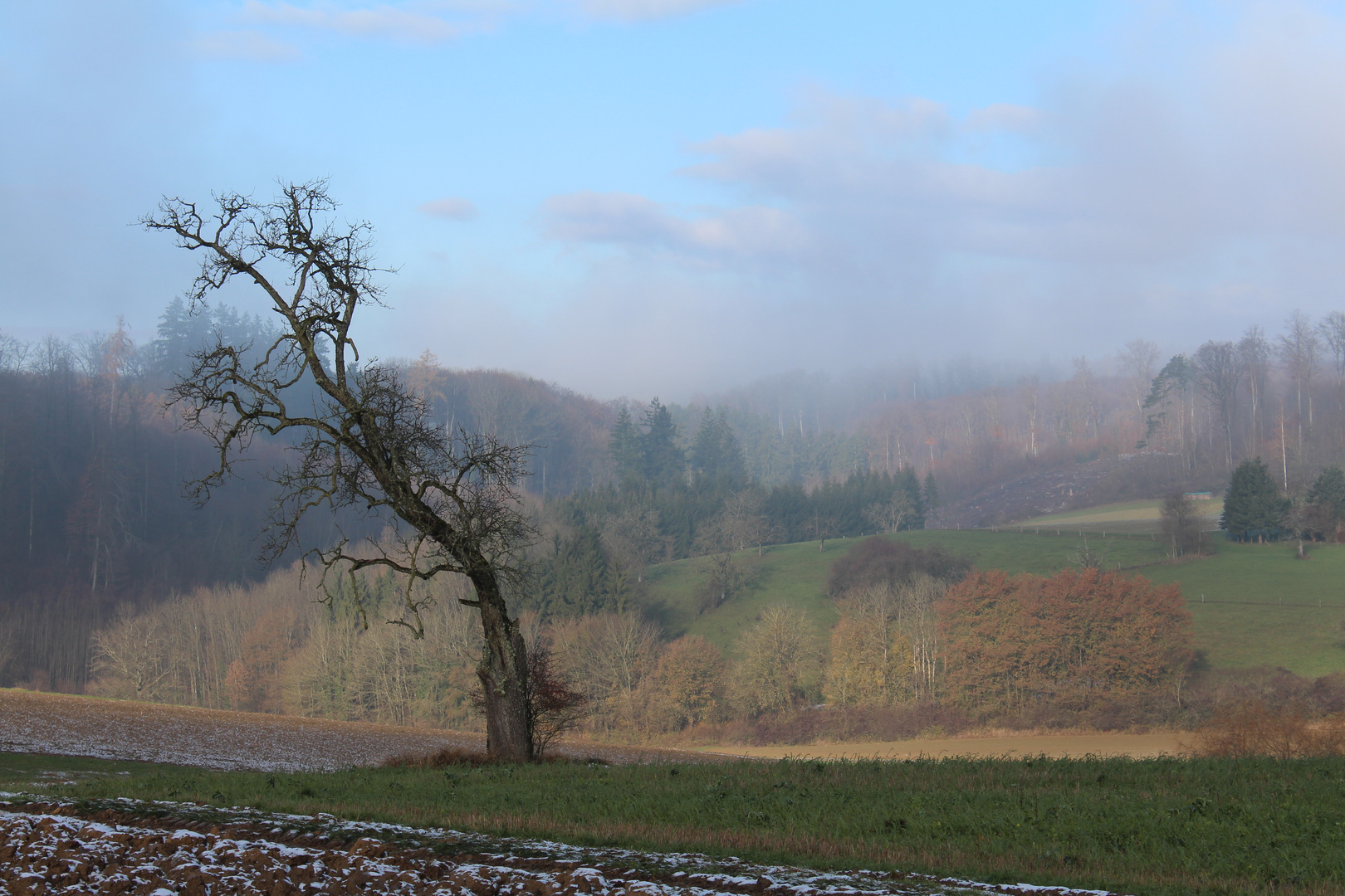 Vom Wind zersaust