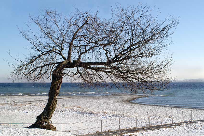 Vom Wind zerzaust....