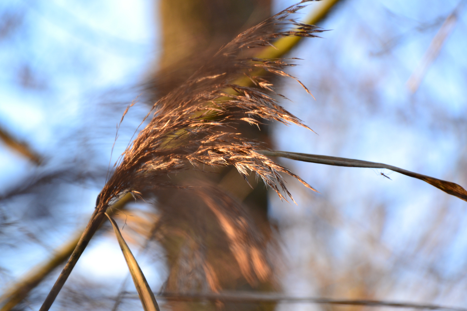 Vom Winde verweht Foto & Bild | jahreszeiten, herbst, wind Bilder auf ...