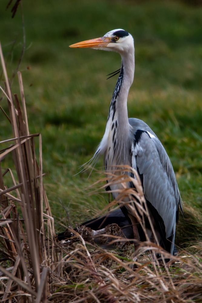Vom Winde verweht ... Foto & Bild | tiere, landschaft ...