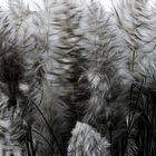 ... vom winde verweht