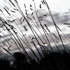 ... vom winde verweht