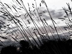 ... vom winde verweht