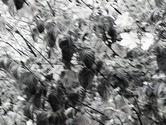 ,,, vom winde verweht