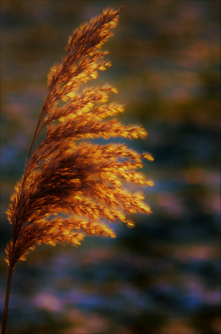 Vom Winde Verweht Lustige Bilder