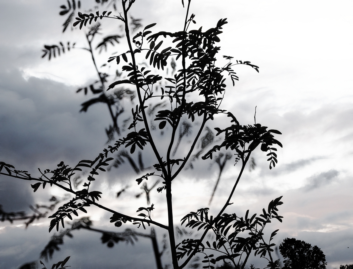 ... vom winde verweht