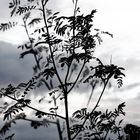 ... vom winde verweht