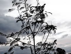 ... vom winde verweht