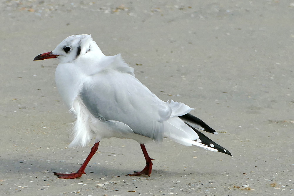 vom Winde verweht