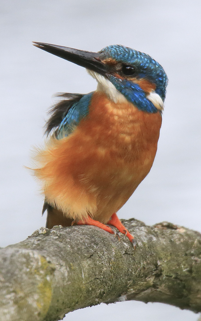 "Vom Winde verweht" ... Eisvogel #9