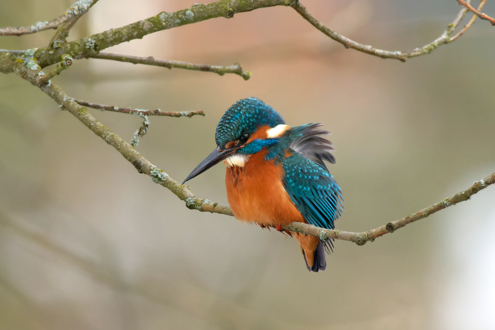 Vom Winde verweht... war das Gefieder vom Eisvogel (Alcedo atthis)