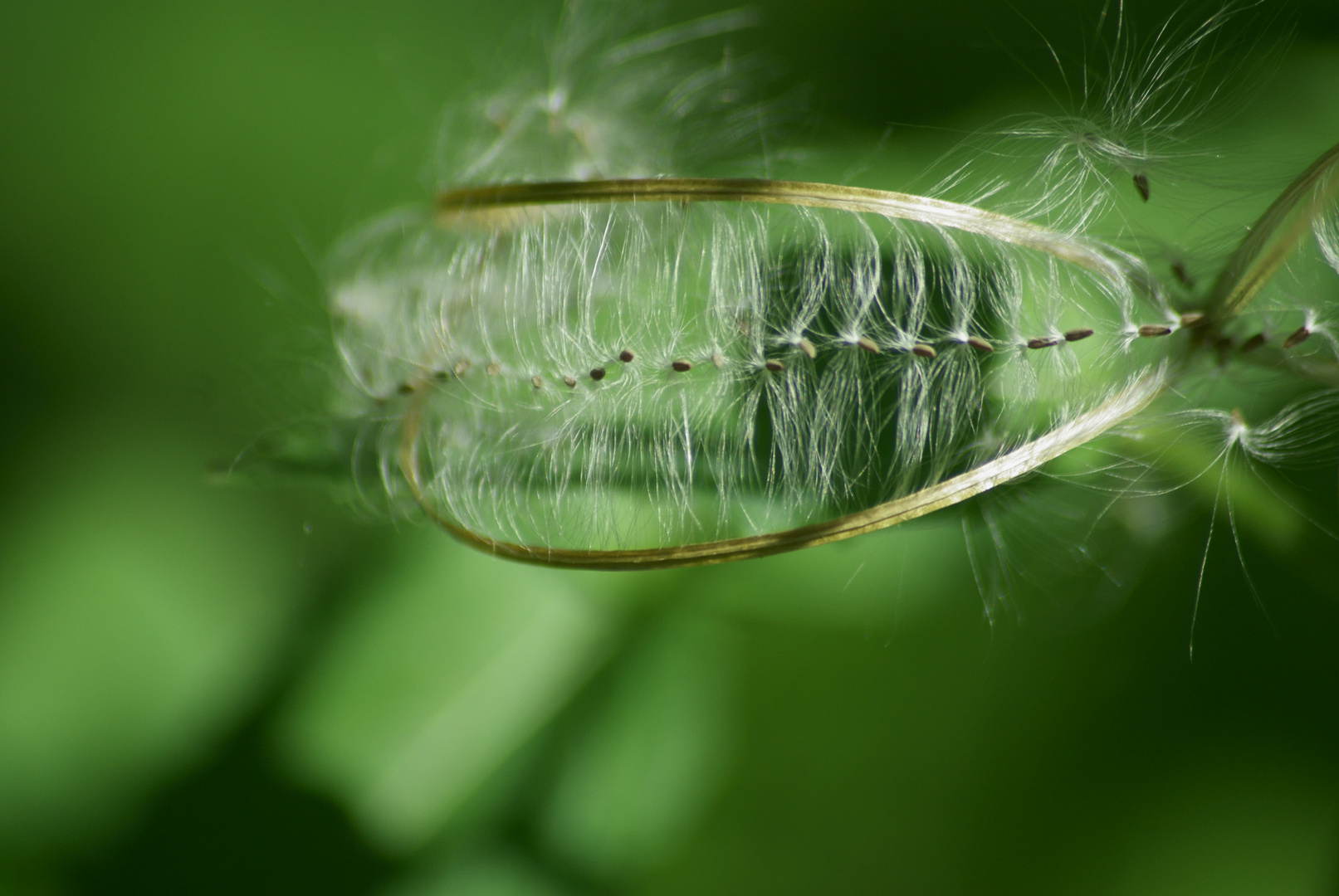 Vom Winde verweht - Weidenröschen (Epilobium)