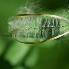 Vom Winde verweht - Weidenröschen (Epilobium)