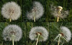 Vom Winde verweht - Zwei Pusteblumen