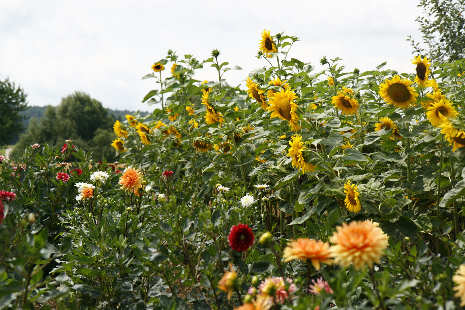 Vom Winde zerzauste Sonnenblumen