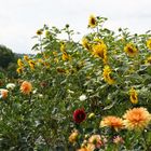 Vom Winde zerzauste Sonnenblumen