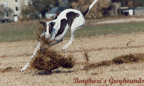 Vom Wind(hund)e verweht!