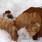 " Vom Winter bis zum Frühling "