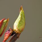 " Vom Winter bis zum Frühling "