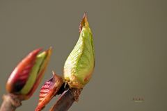 " Vom Winter bis zum Frühling "