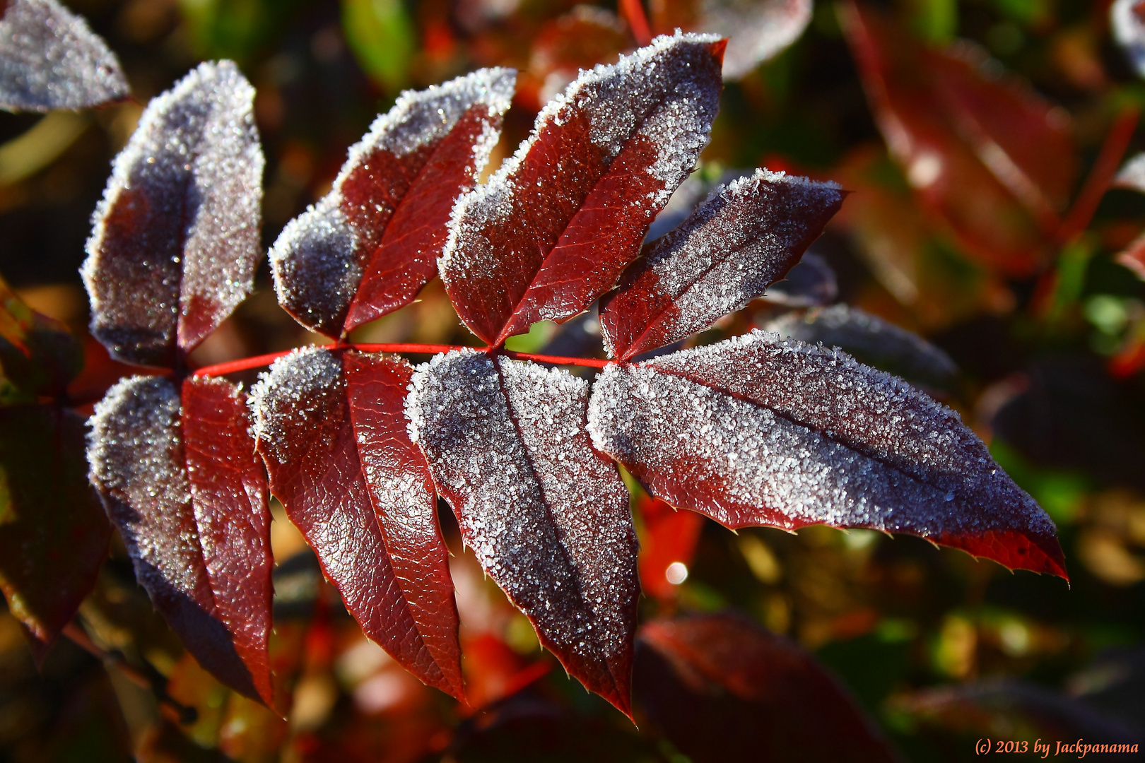 Vom Winter erstarrt ...