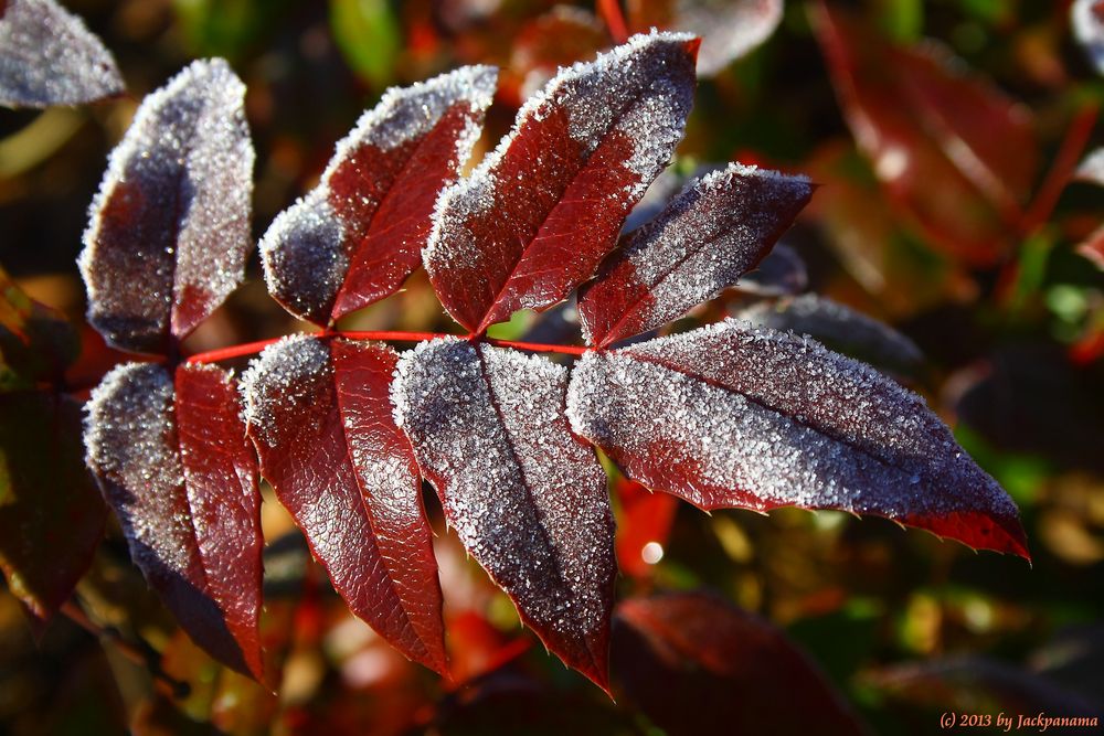 Vom Winter erstarrt ...