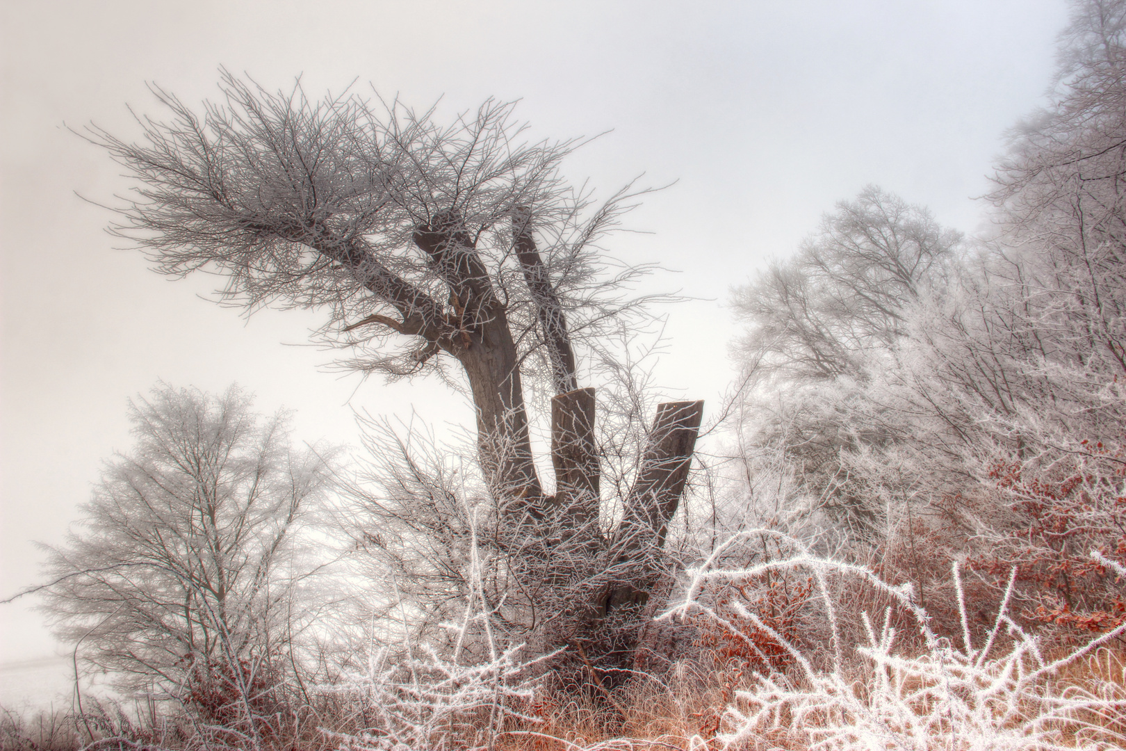 vom Winter gepudert