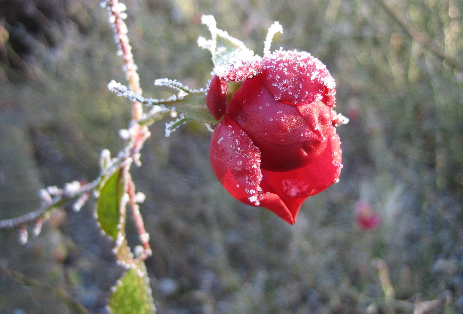 ...vom Winter kalt erwischt...