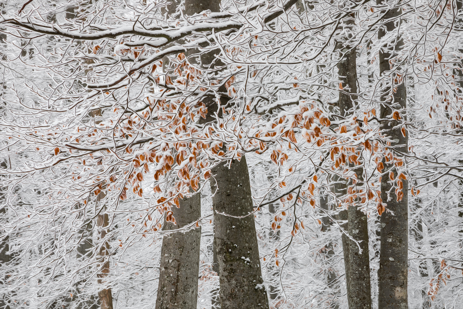 ...vom Winter träumen...