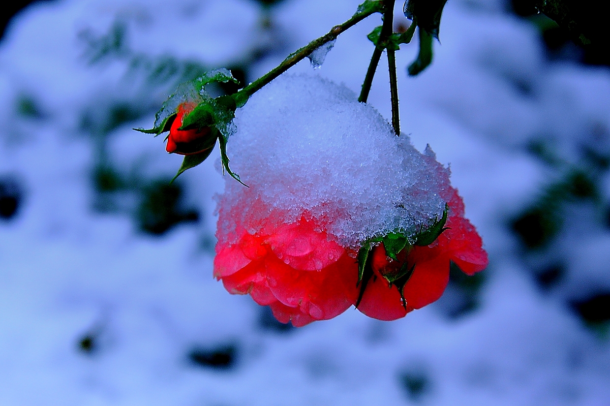 Vom Winter überrascht