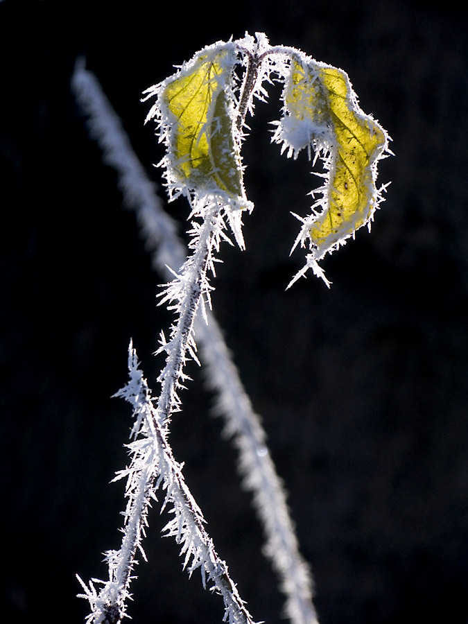 Vom Winter überrascht