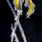 Vom Winter überrascht