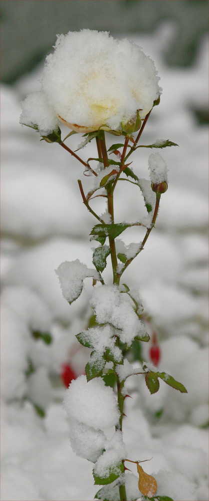 Vom Winter überrascht .....