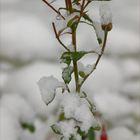 Vom Winter überrascht .....