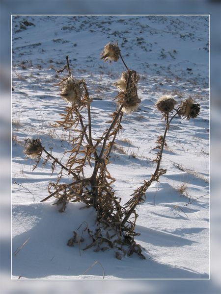 Vom Winter überrascht...