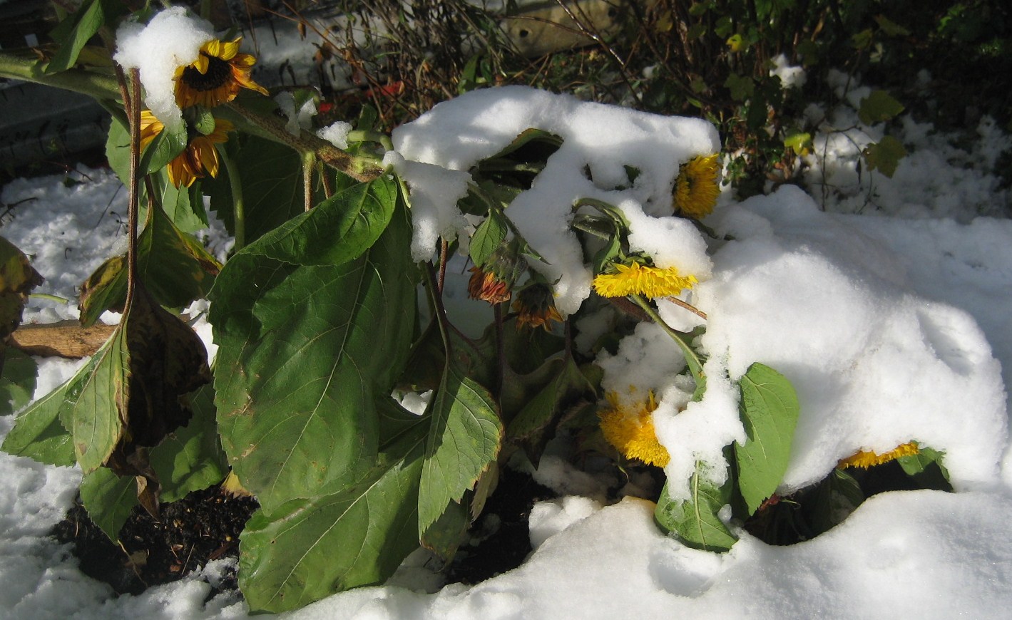 Vom Winter überrascht