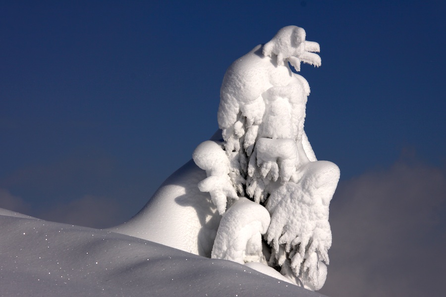 Vom Winter verzaubert