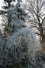 vom Winter verzauberte Bäume