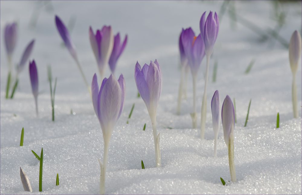 Vom Winter zum Frühling