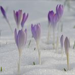 Vom Winter zum Frühling