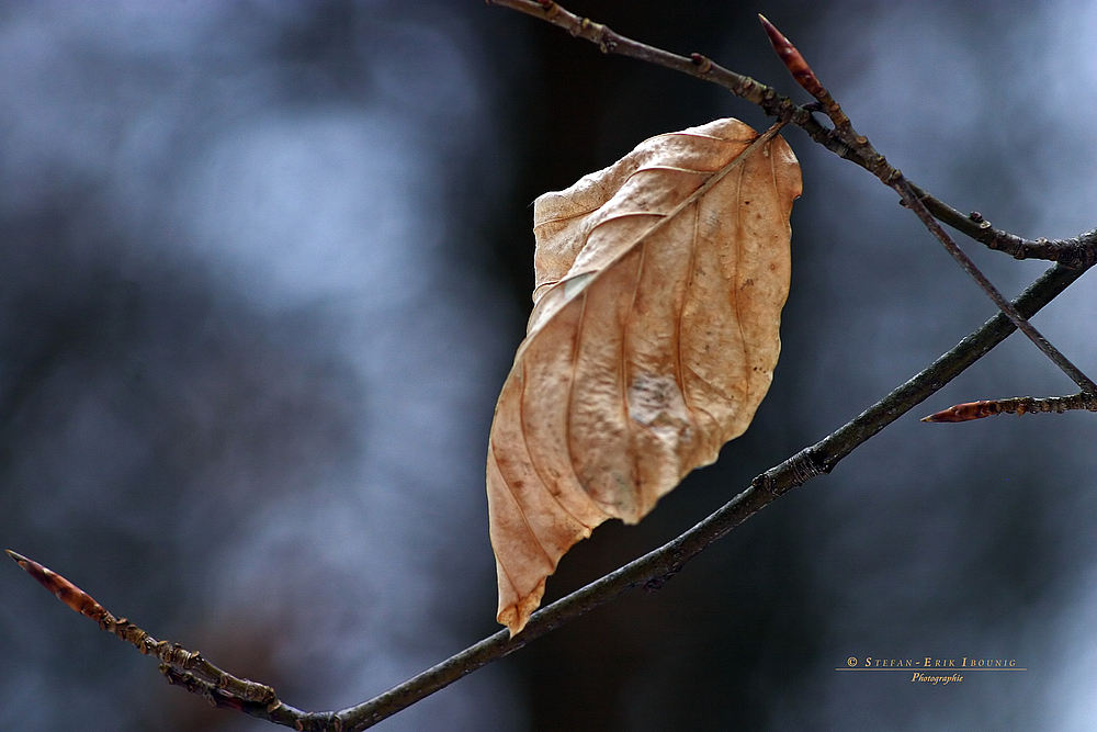 " Vom Winter zum Frühling "