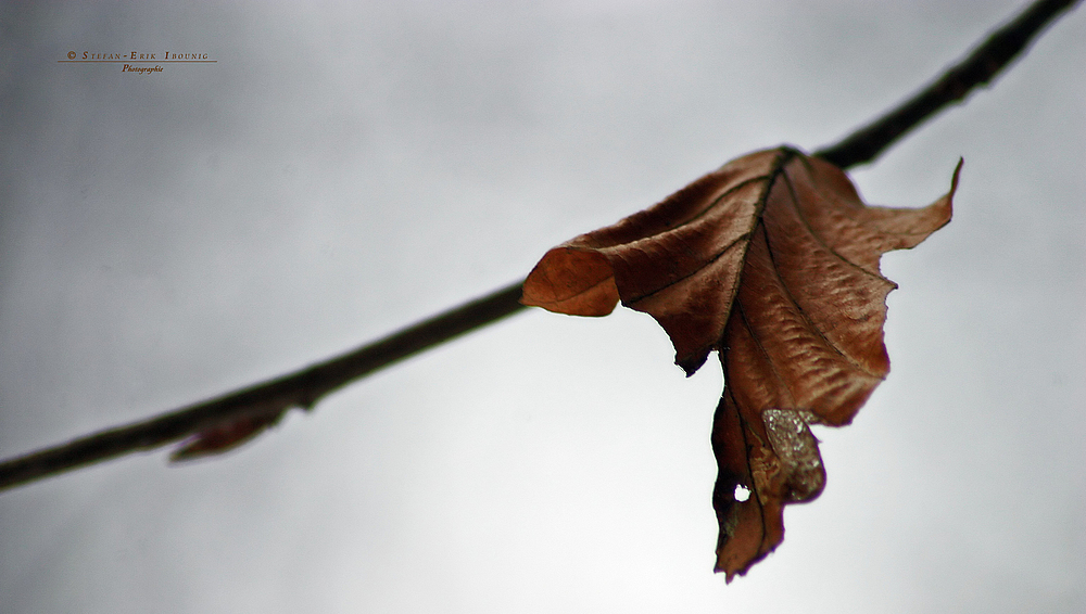 " Vom Winter zum Frühling "