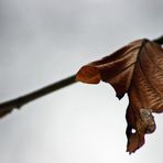 " Vom Winter zum Frühling "