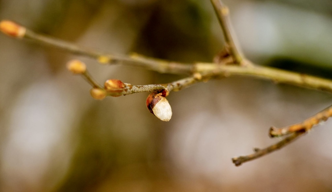 Vom Winterzauber zum Frühlingserwachen