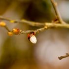 Vom Winterzauber zum Frühlingserwachen