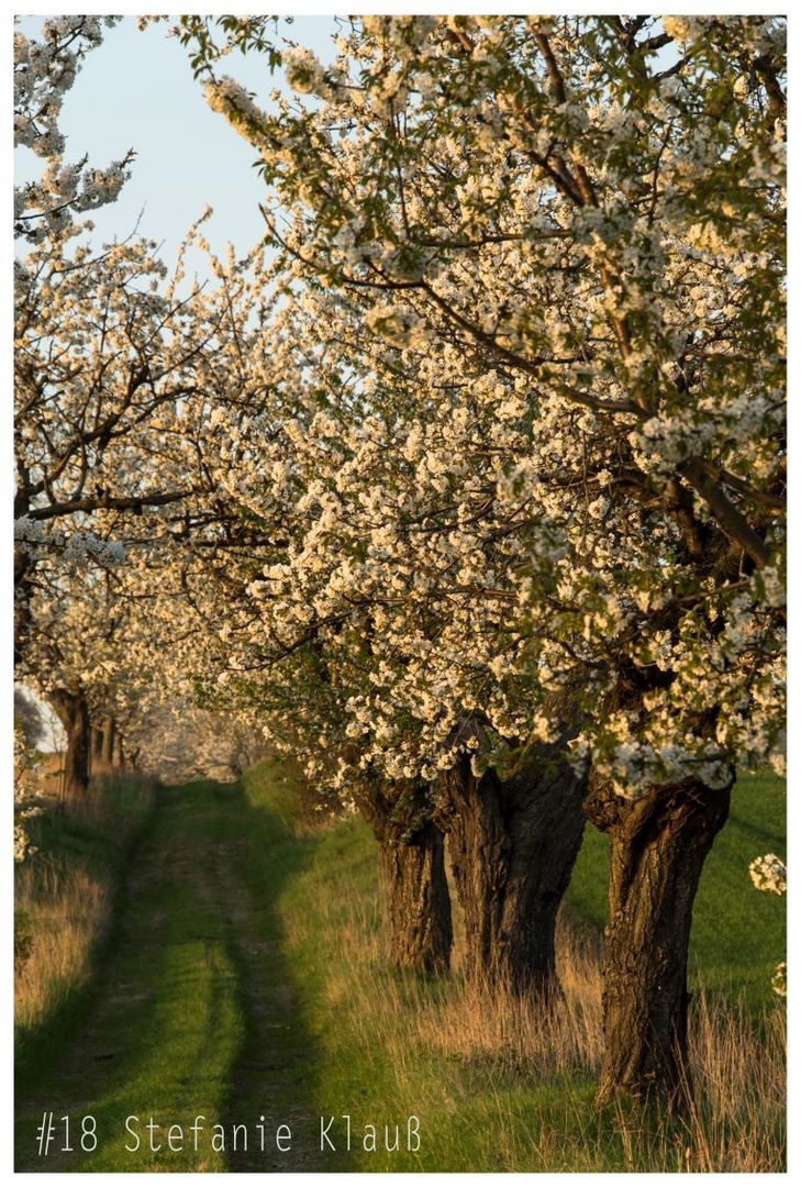 Vom Zauber alter Obstbäume