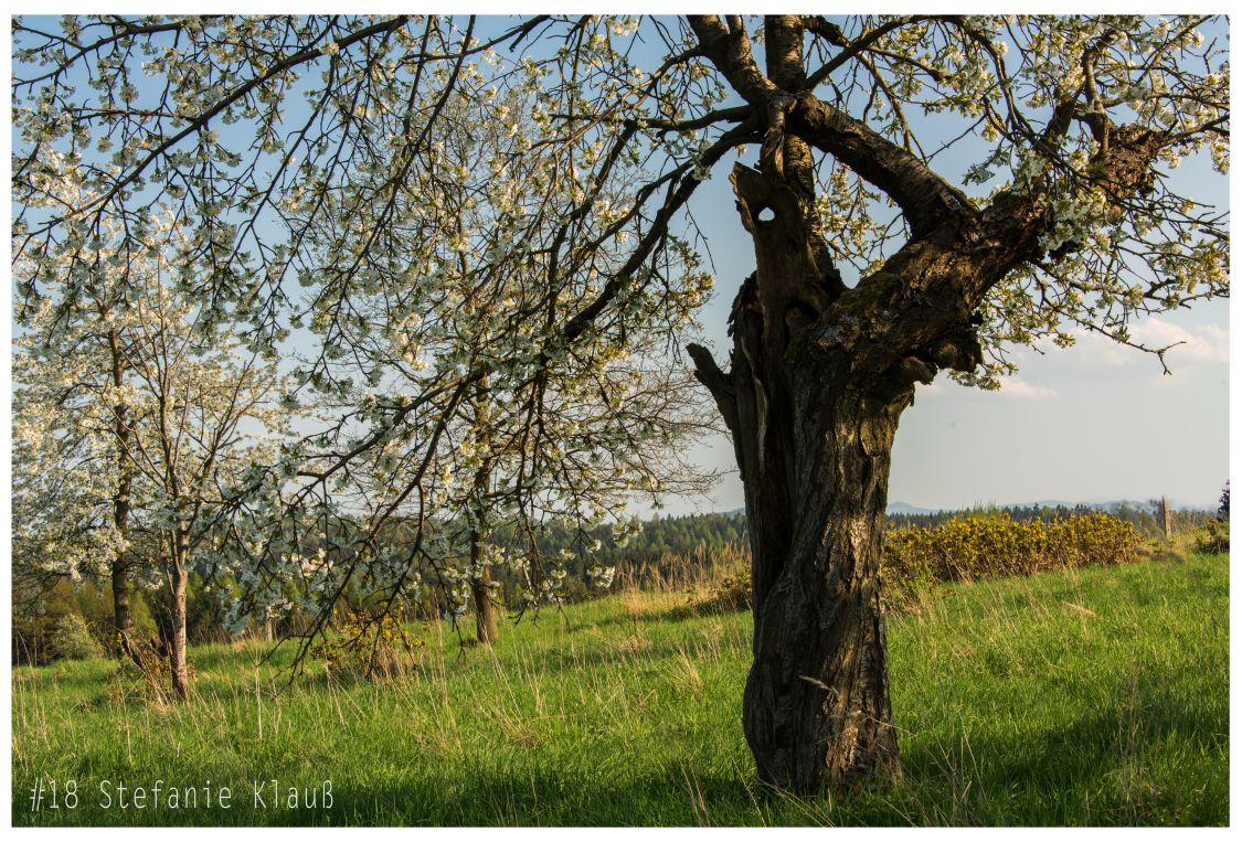 Vom Zauber alter Obstbäume II